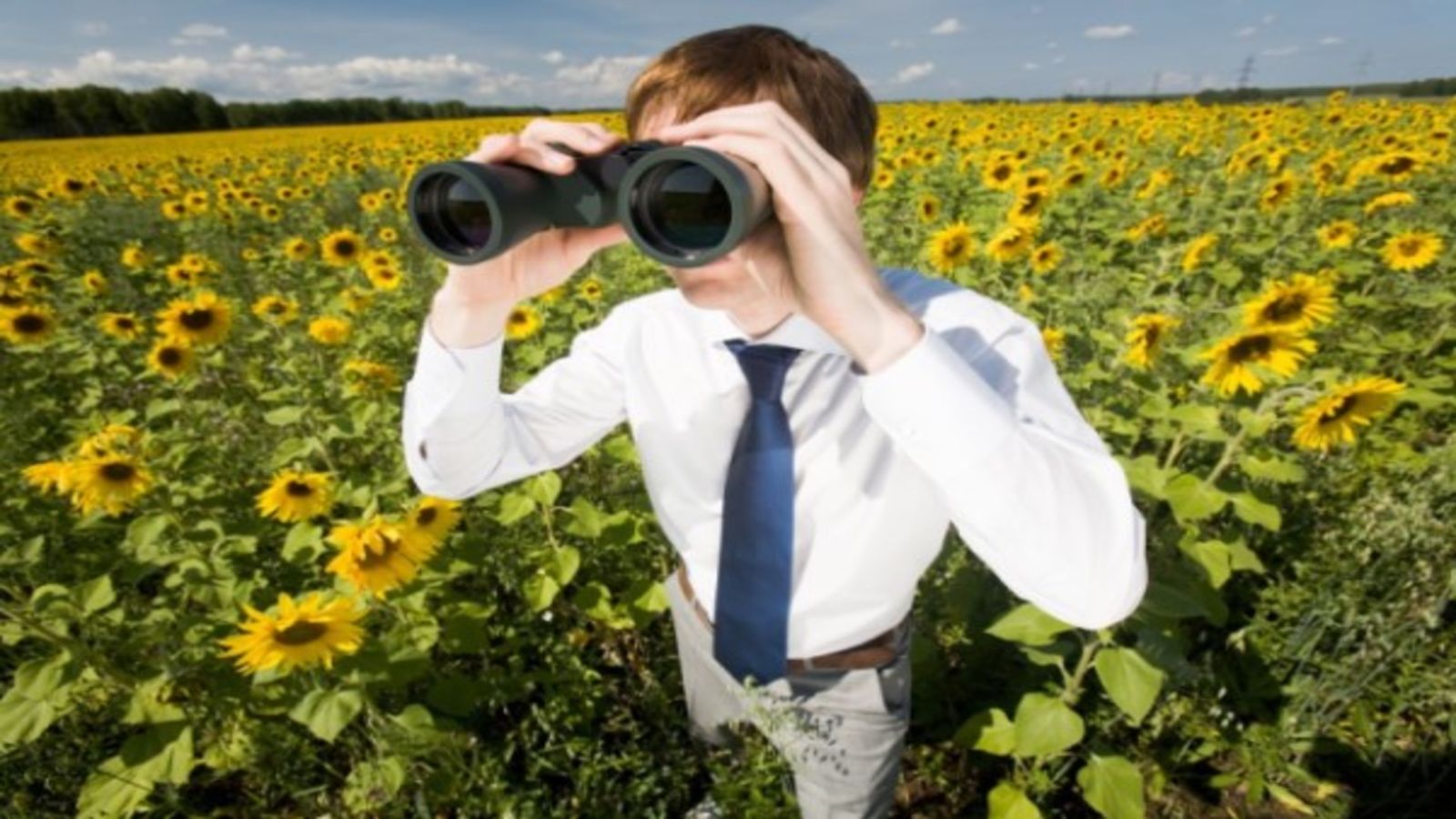 Mann mit Fernglas im Sonnenblumenfeld 